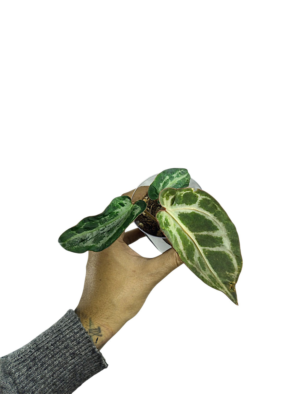 Anthurium Silver Blush Mutated