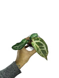 Anthurium Silver Blush Mutated