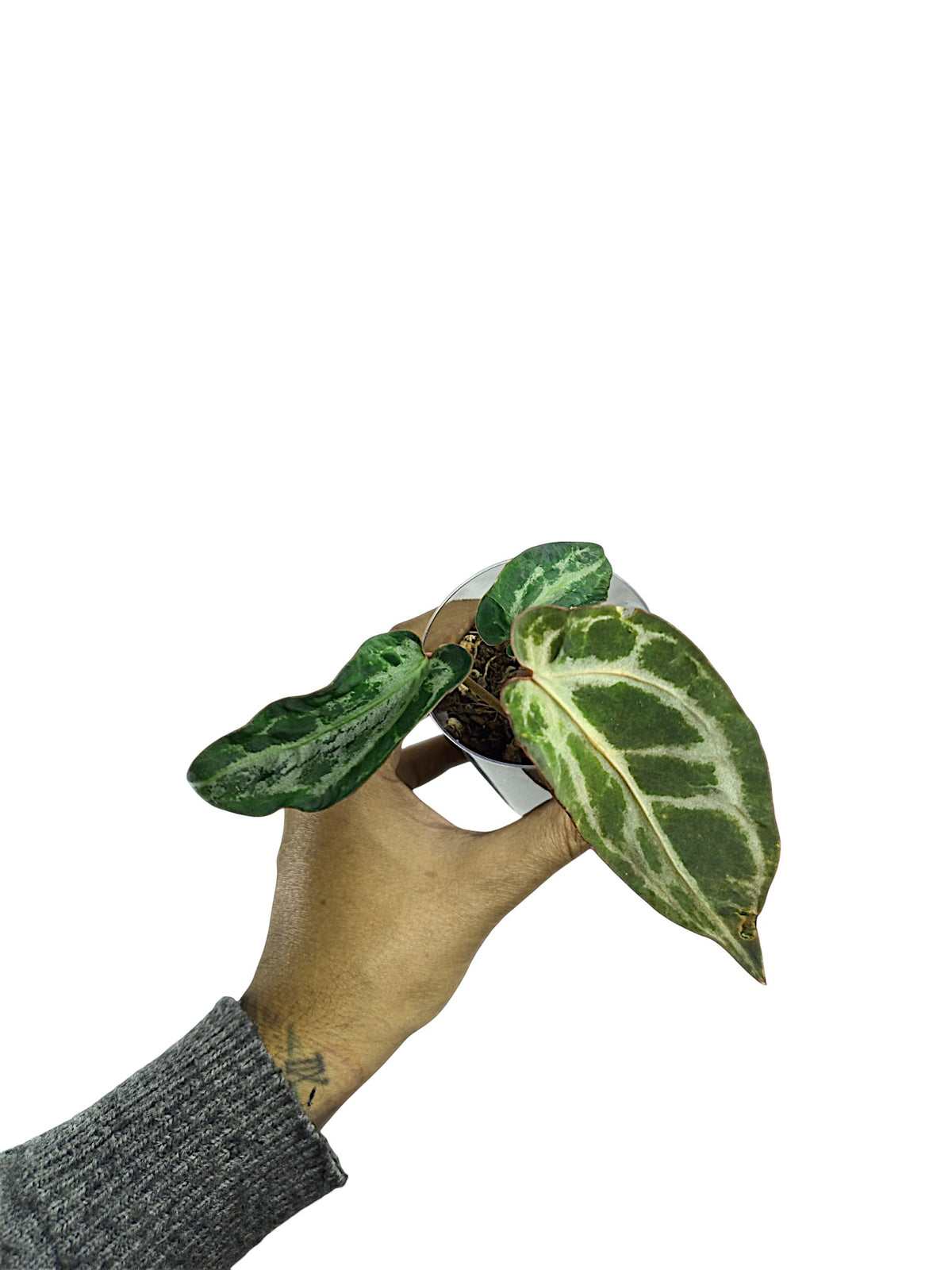 Anthurium Silver Blush Mutated