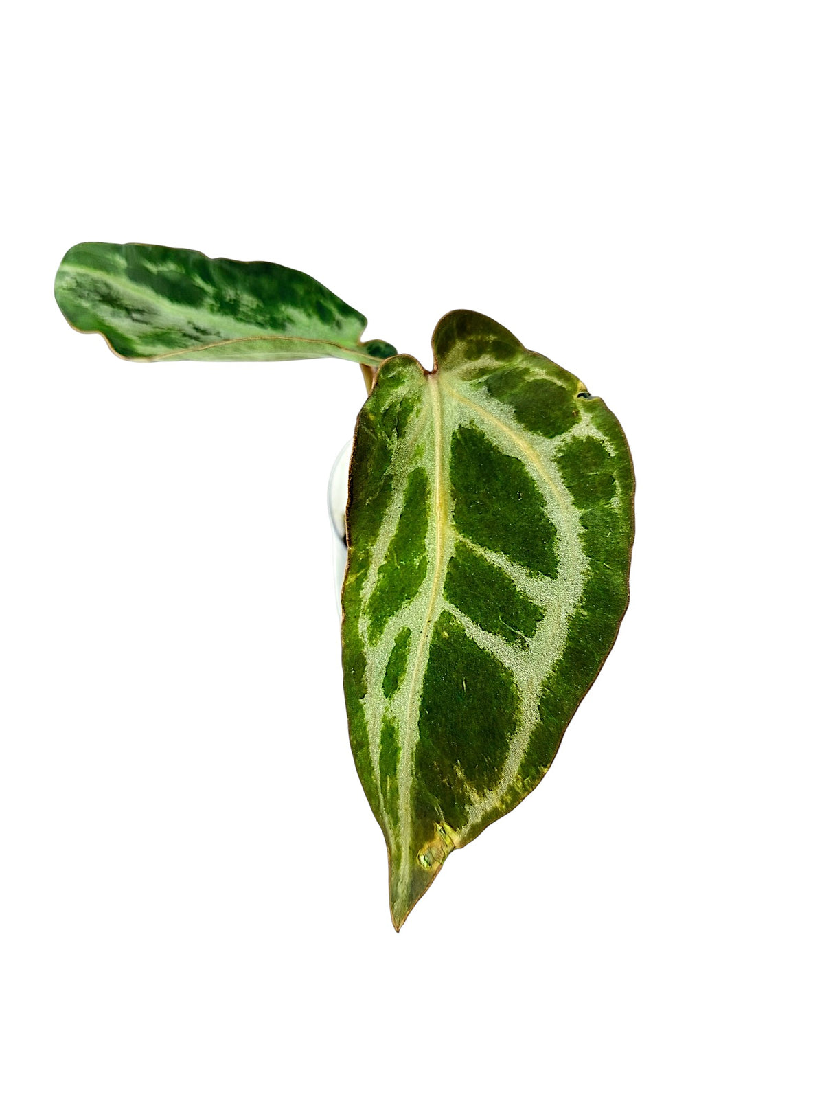 Anthurium Silver Blush Mutated