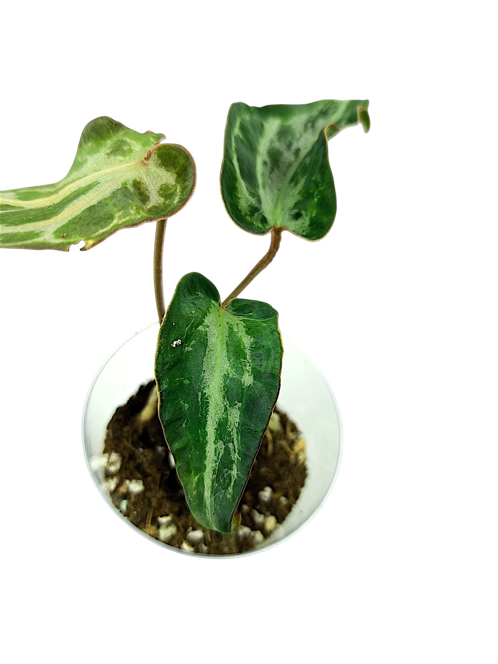 Anthurium Silver Blush Mutated