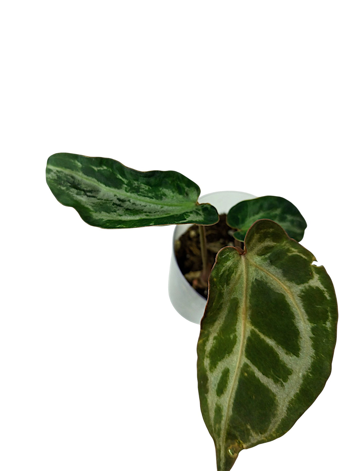 Anthurium Silver Blush Mutated
