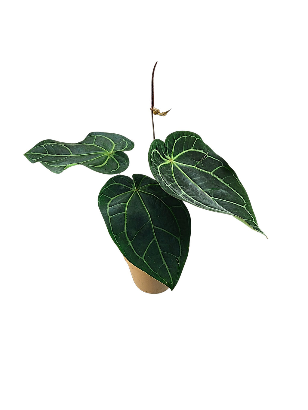 Anthurium Red Spider & Forgetti X Red Crystallinum
