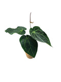 Anthurium Red Spider & Forgetti X Red Crystallinum