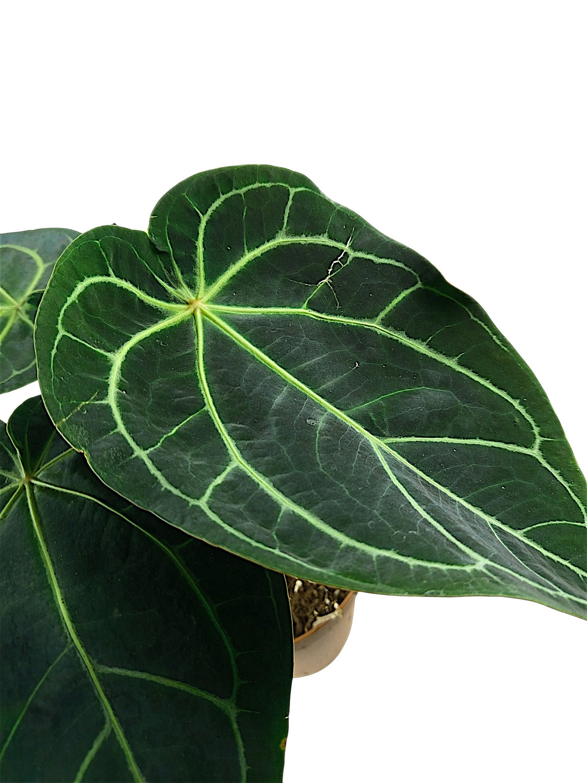 Anthurium Red Spider & Forgetti X Red Crystallinum