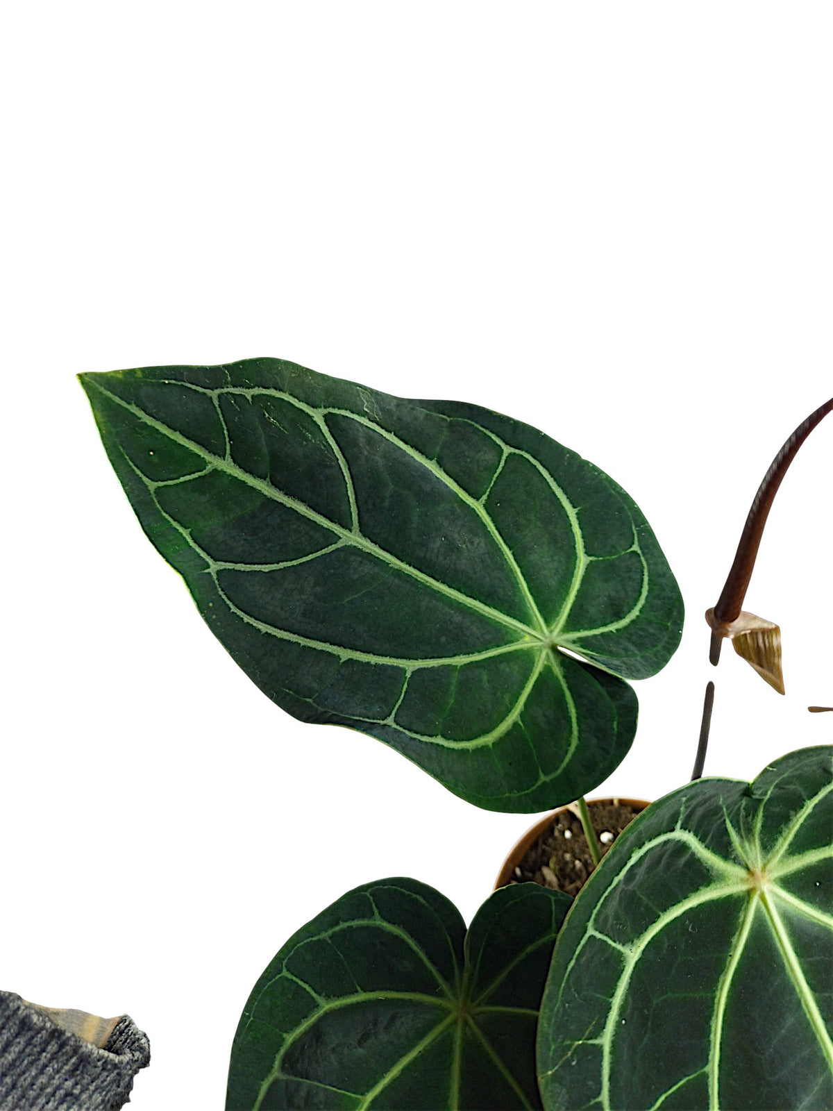 Anthurium Red Spider & Forgetti X Red Crystallinum
