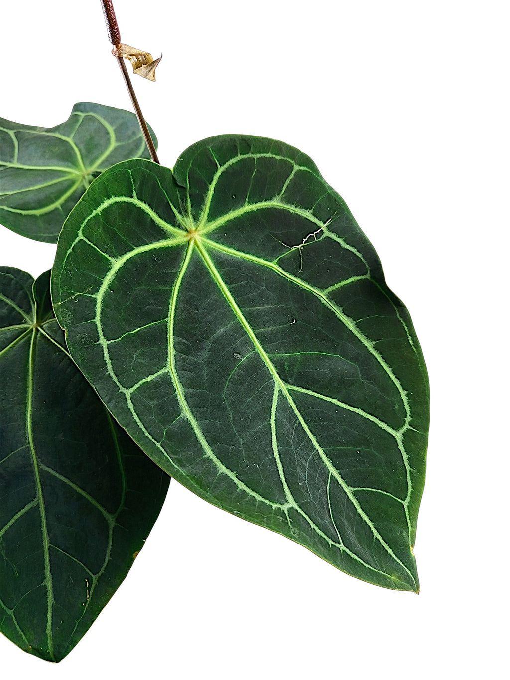 Anthurium Red Spider & Forgetti X Red Crystallinum