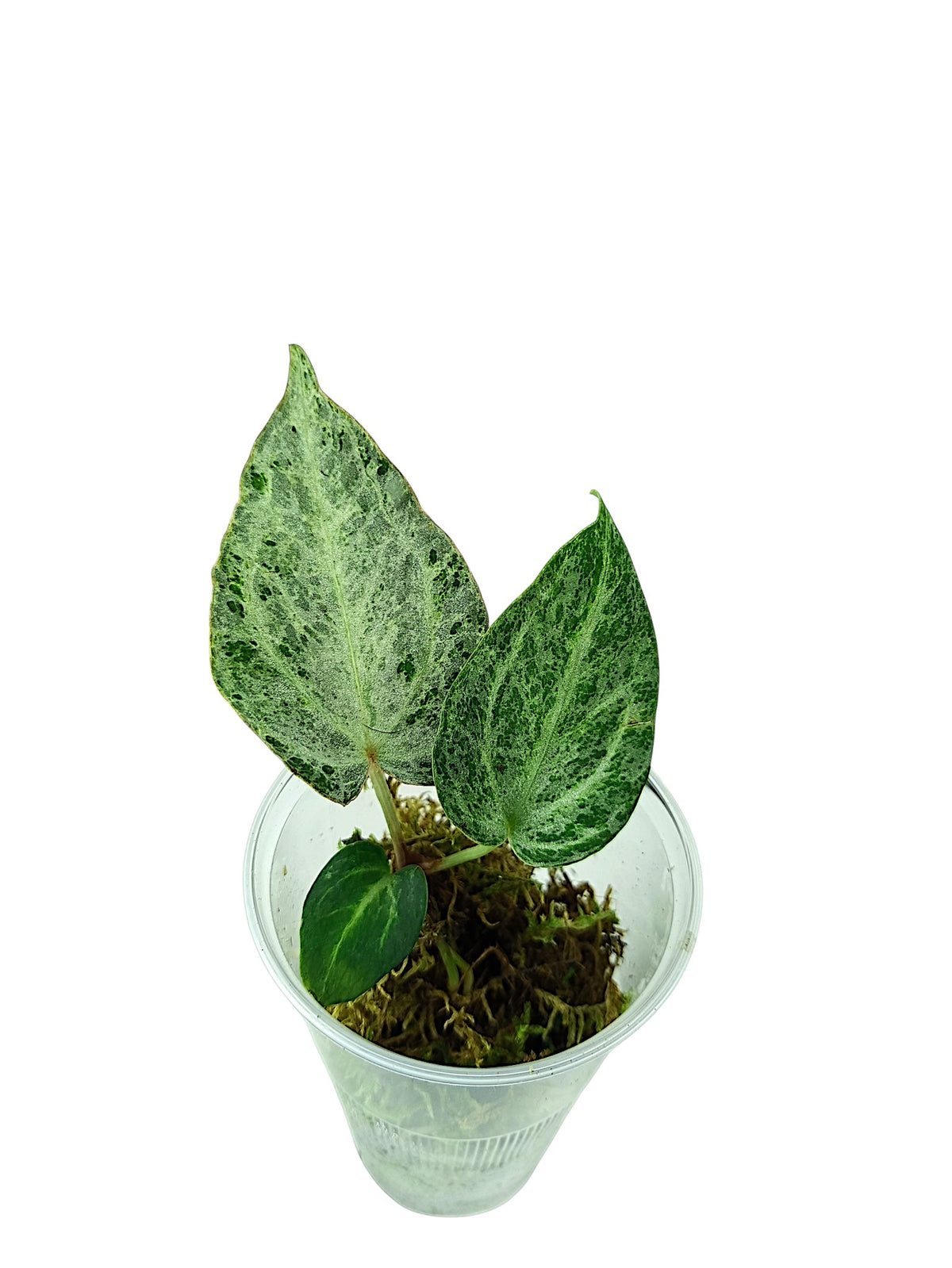 Anthurium "Silver Blush Mint"