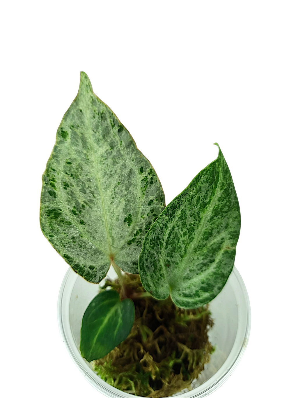 Anthurium "Silver Blush Mint"