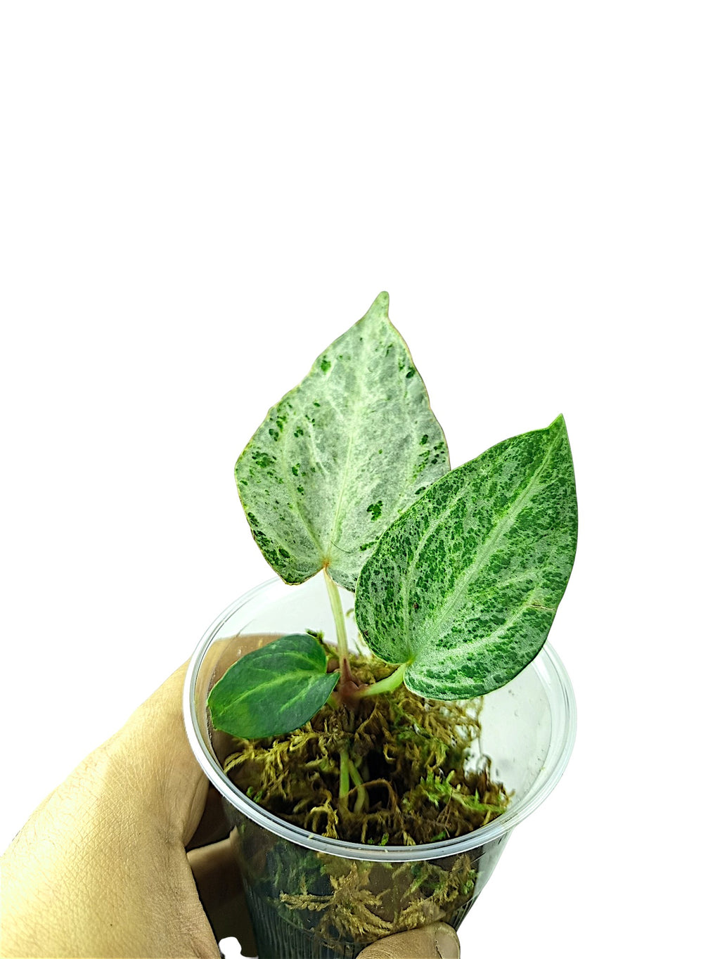 Anthurium "Silver Blush Mint"