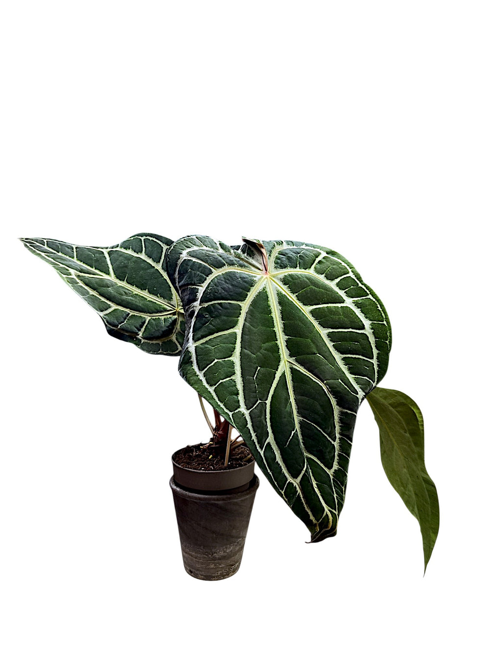 Anthurium  Crystallinum Dark Form XL 50cm