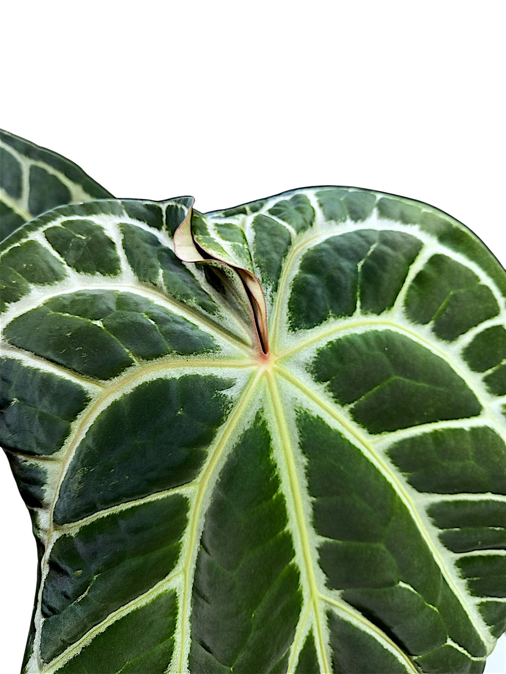Anthurium  Crystallinum Dark Form XL 50cm