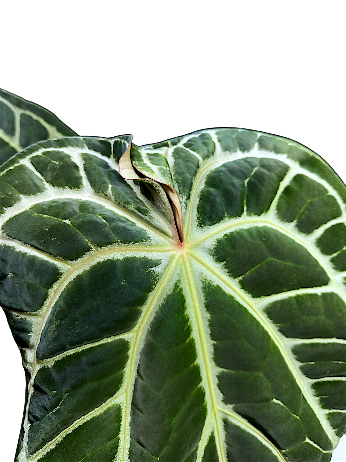 Anthurium  Crystallinum Dark Form XL 50cm