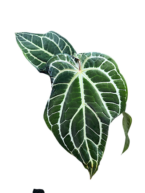 Anthurium  Crystallinum Dark Form XL 50cm