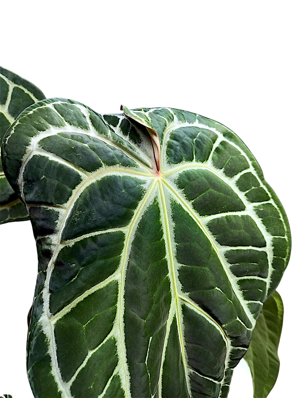 Anthurium  Crystallinum Dark Form XL 50cm