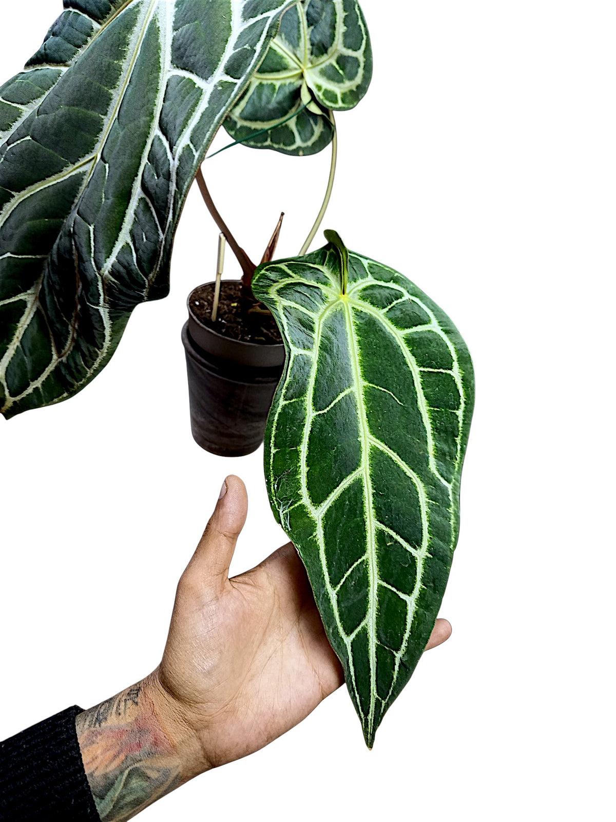Anthurium  Crystallinum Dark Form XL 50cm