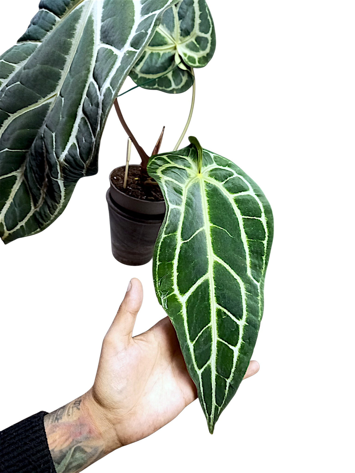 Anthurium  Crystallinum Dark Form XL 50cm