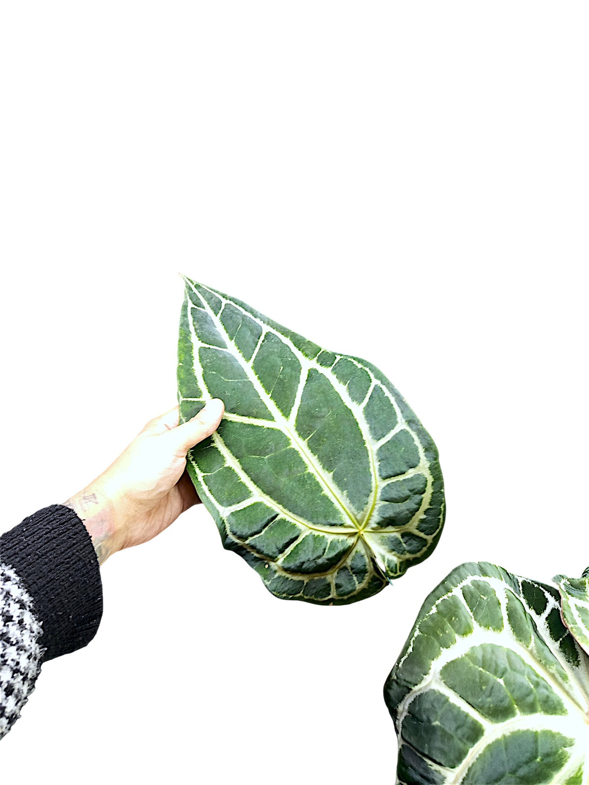 Anthurium  Crystallinum Dark Form XL 50cm