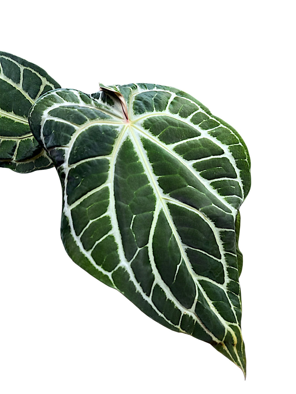Anthurium  Crystallinum Dark Form XL 50cm