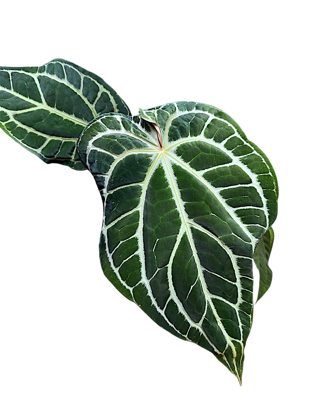 Anthurium  Crystallinum Dark Form XL 50cm
