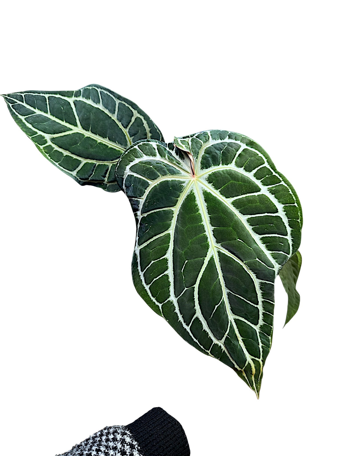Anthurium  Crystallinum Dark Form XL 50cm
