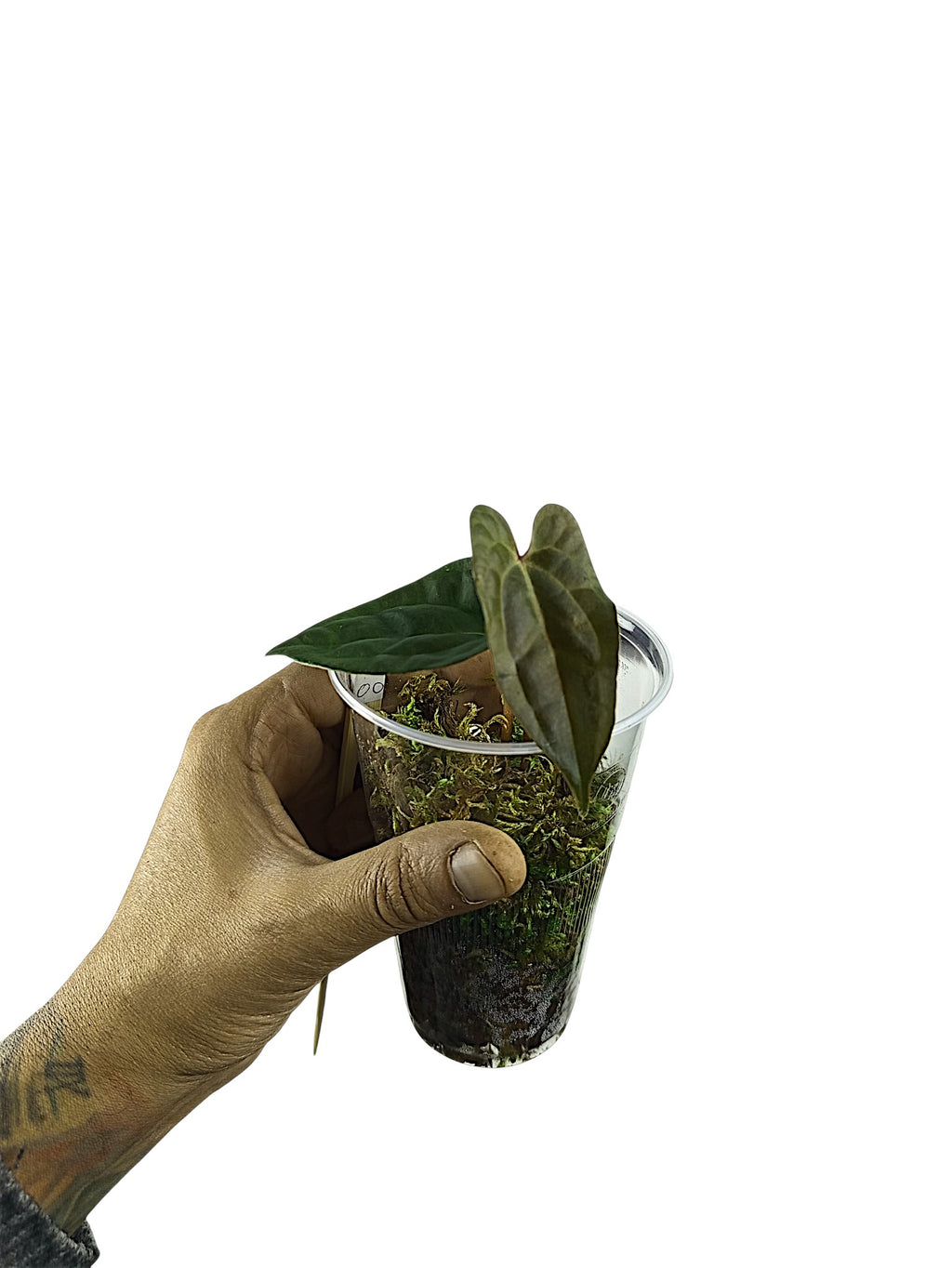 Anthurium Ace of Spades x Papillilaminum