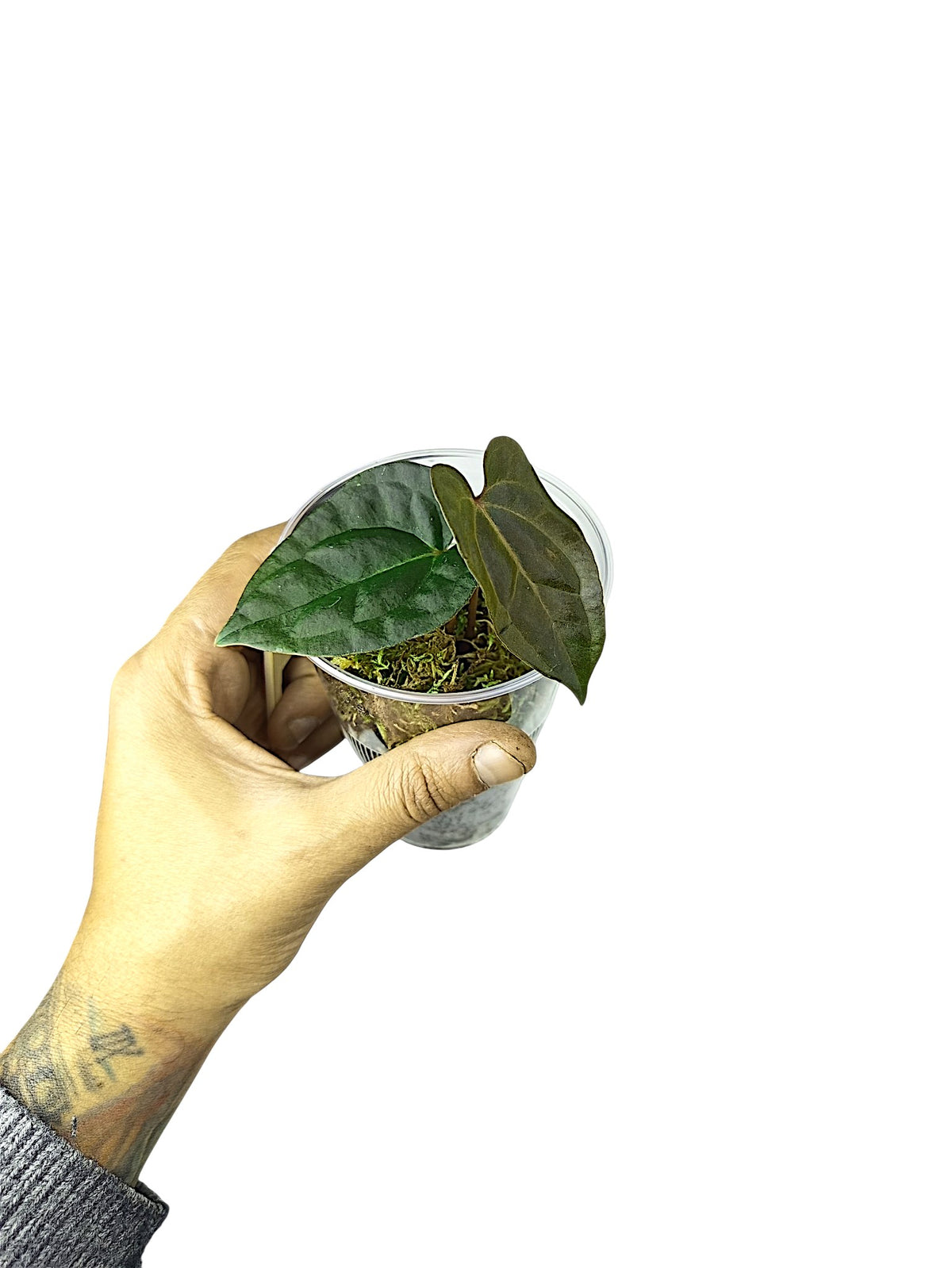Anthurium Ace of Spades x Papillilaminum