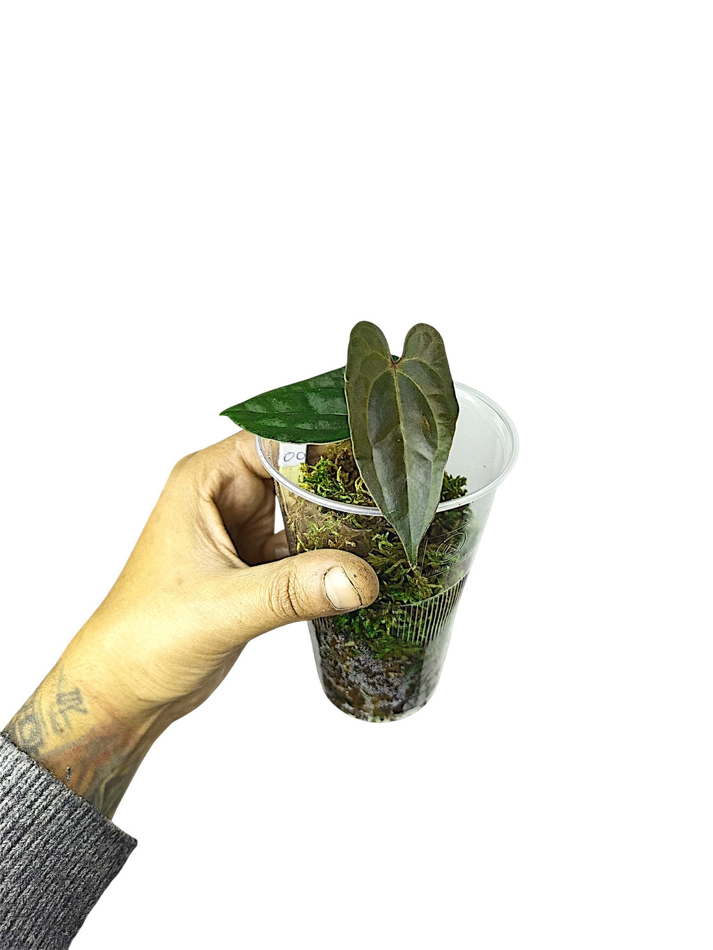 Anthurium Ace of Spades x Papillilaminum