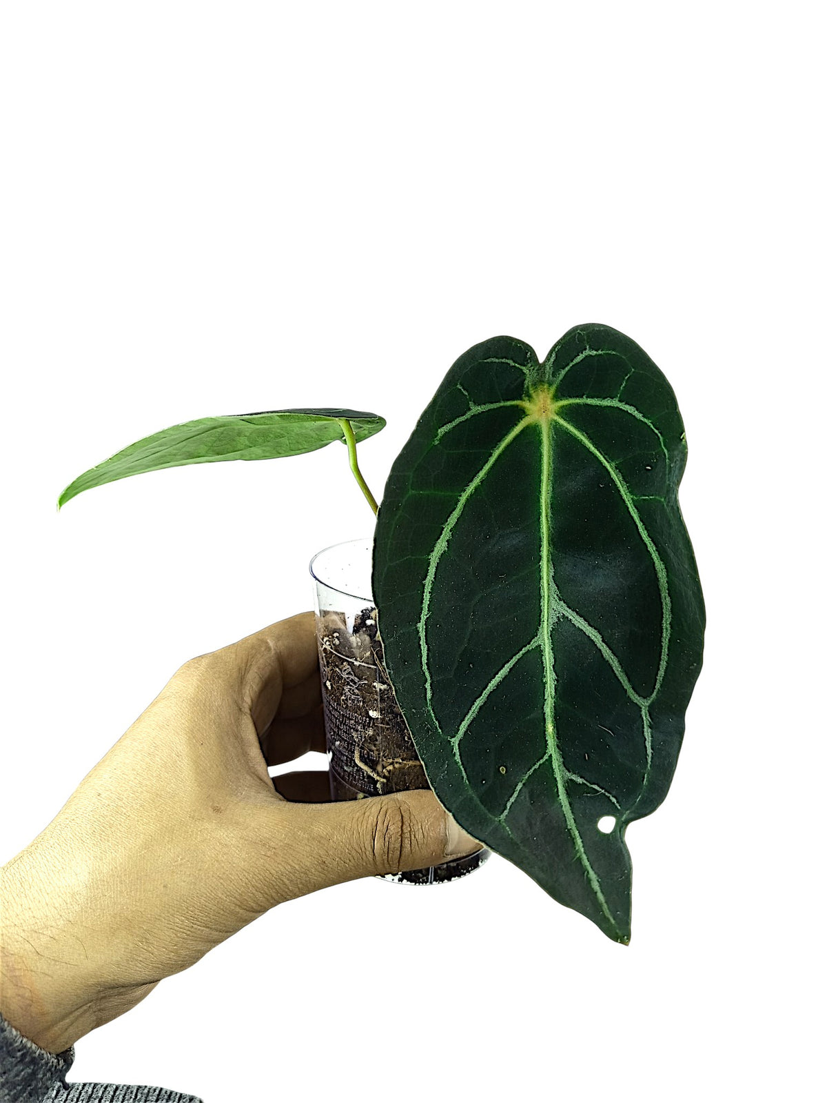 Anthurium Red Spider x Forgetii