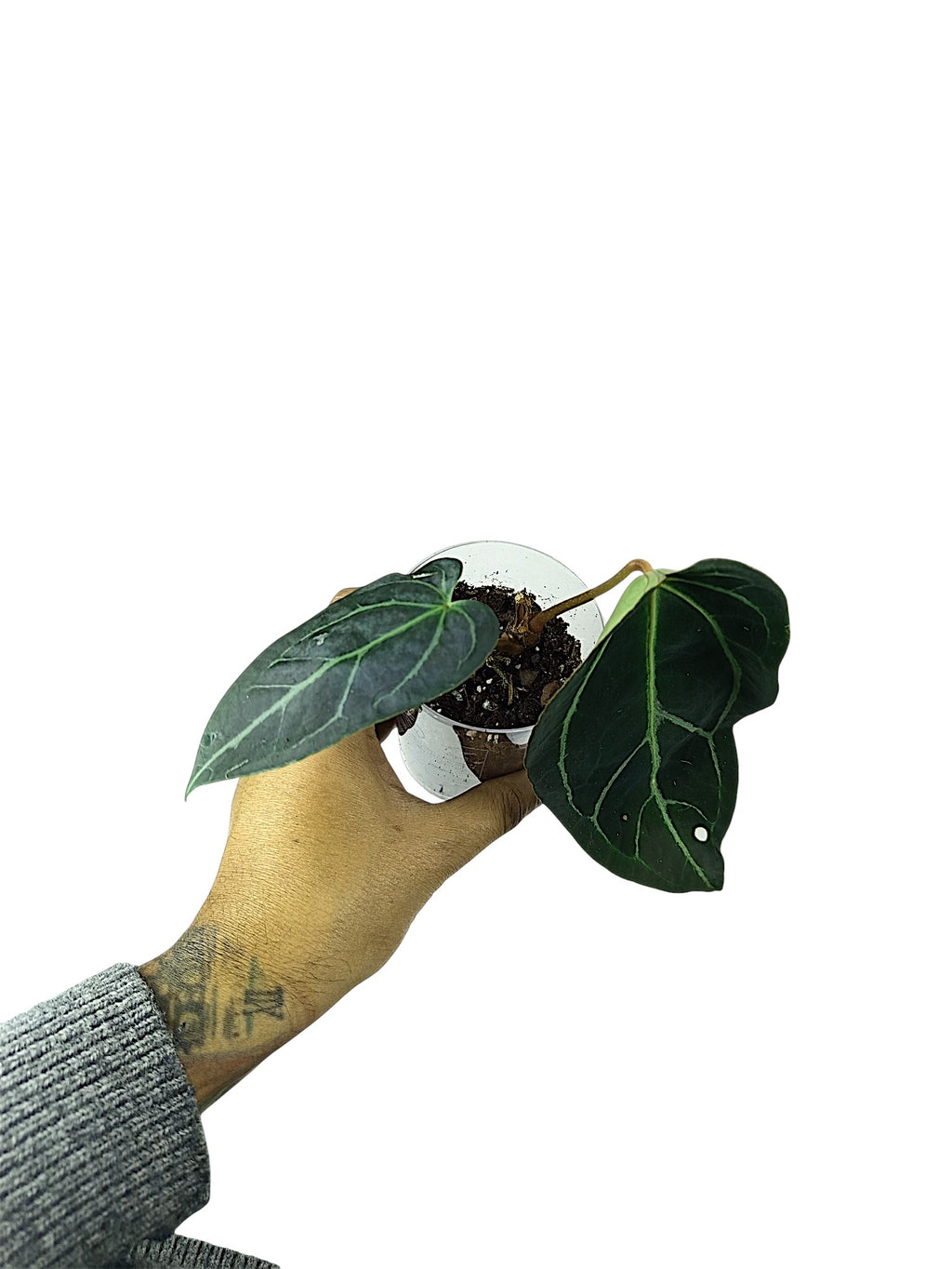 Anthurium Red Spider x Forgetii