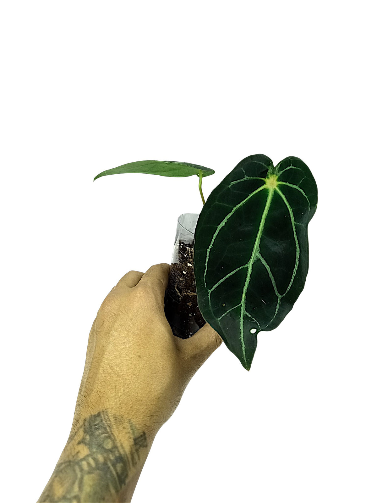 Anthurium Red Spider x Forgetii