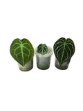 Anthurium group