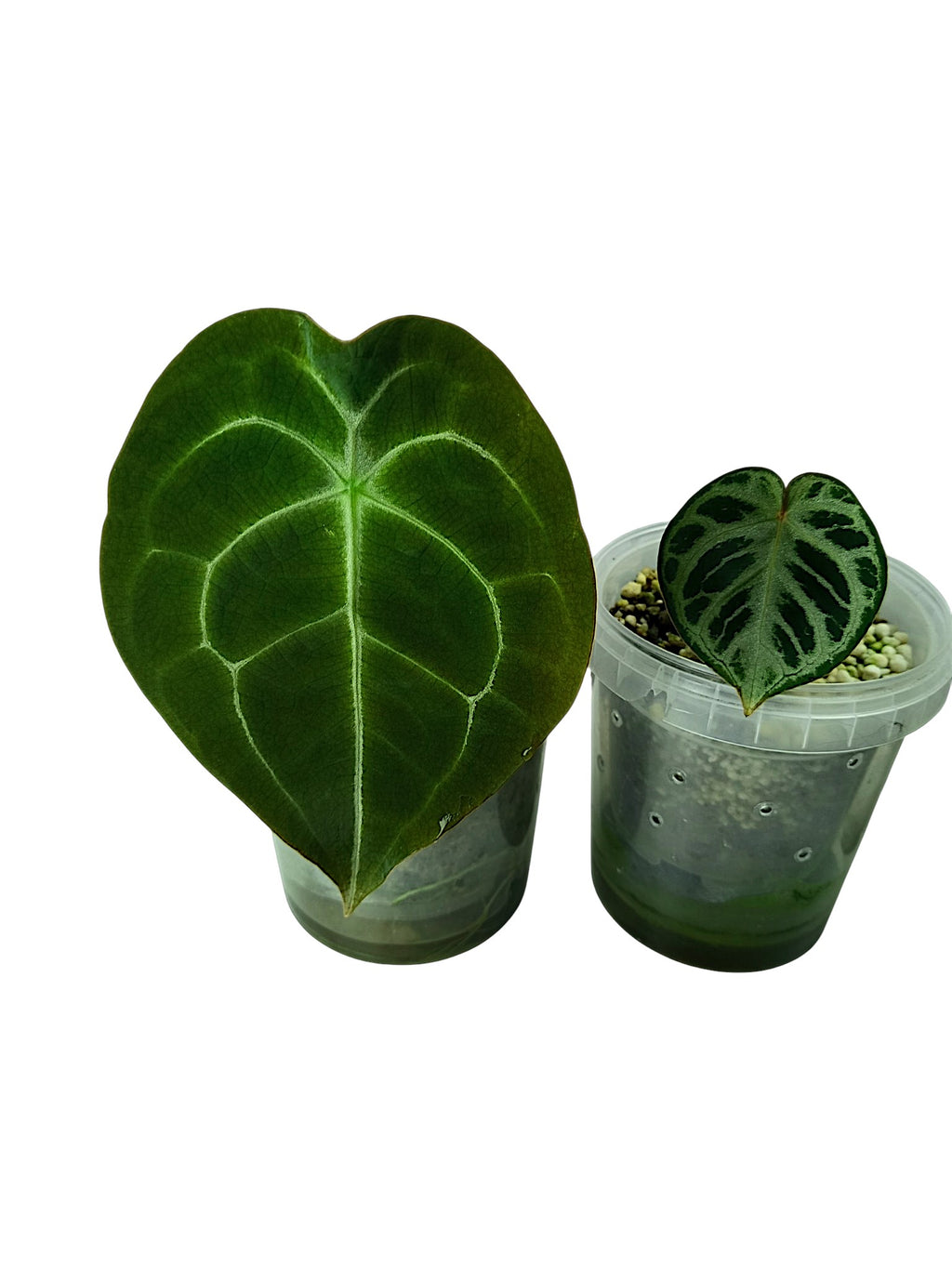 Anthurium group