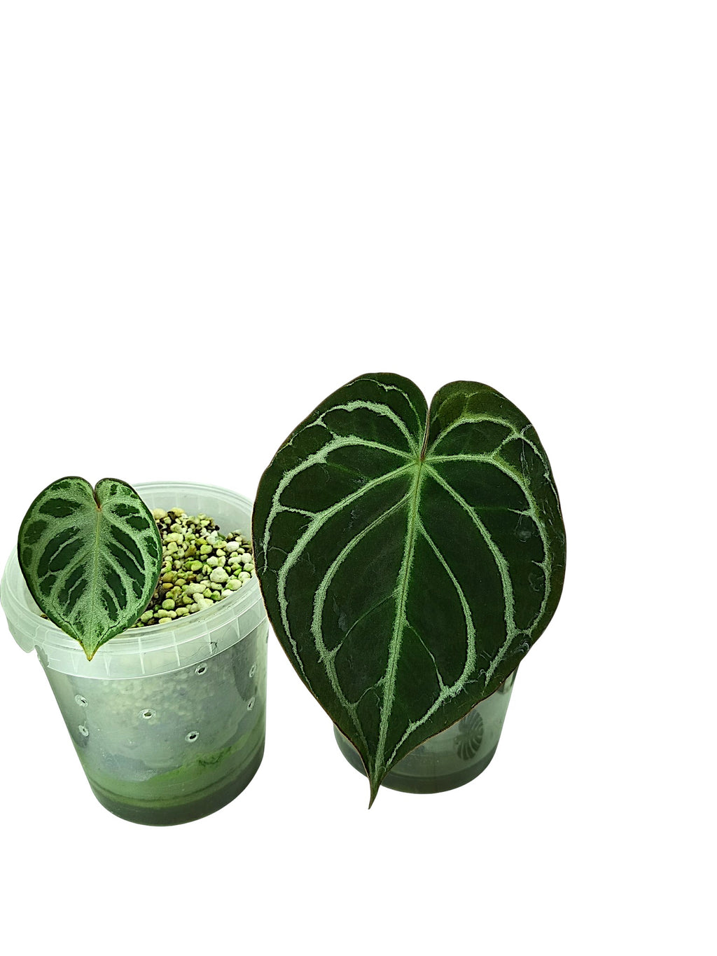 Anthurium group