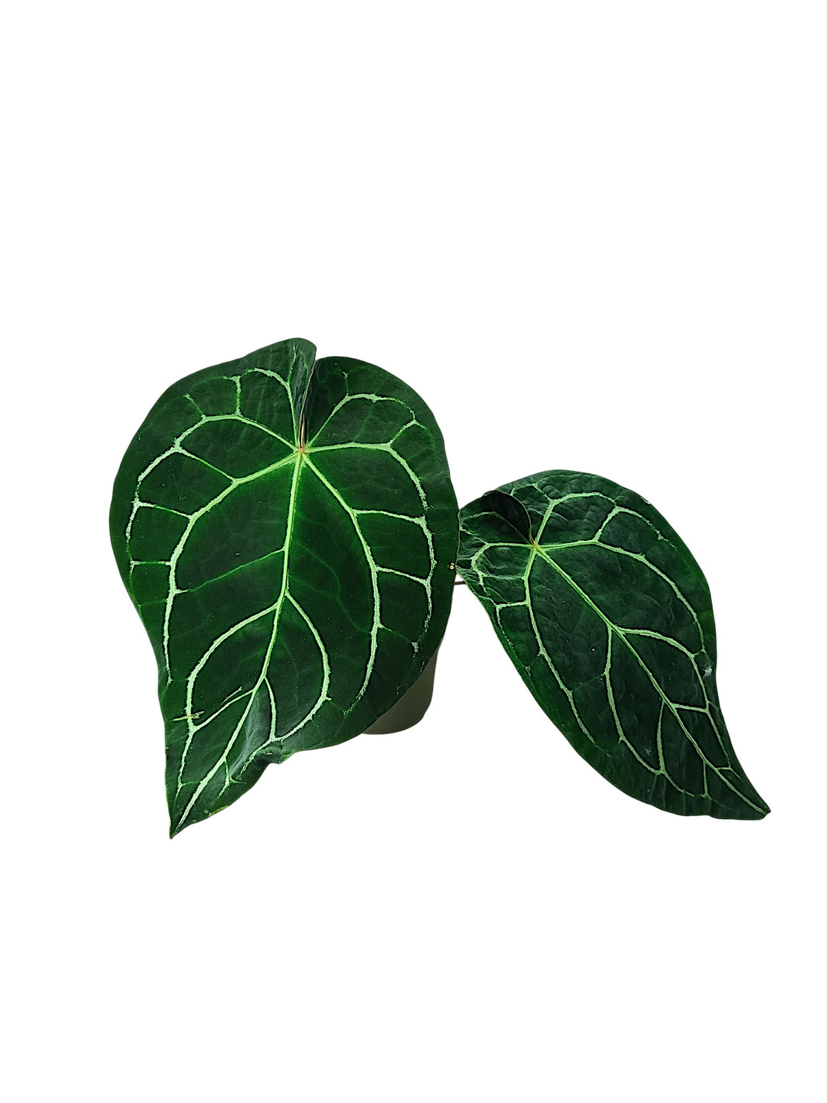 Anthurium Red Spider X Red Crystallinum