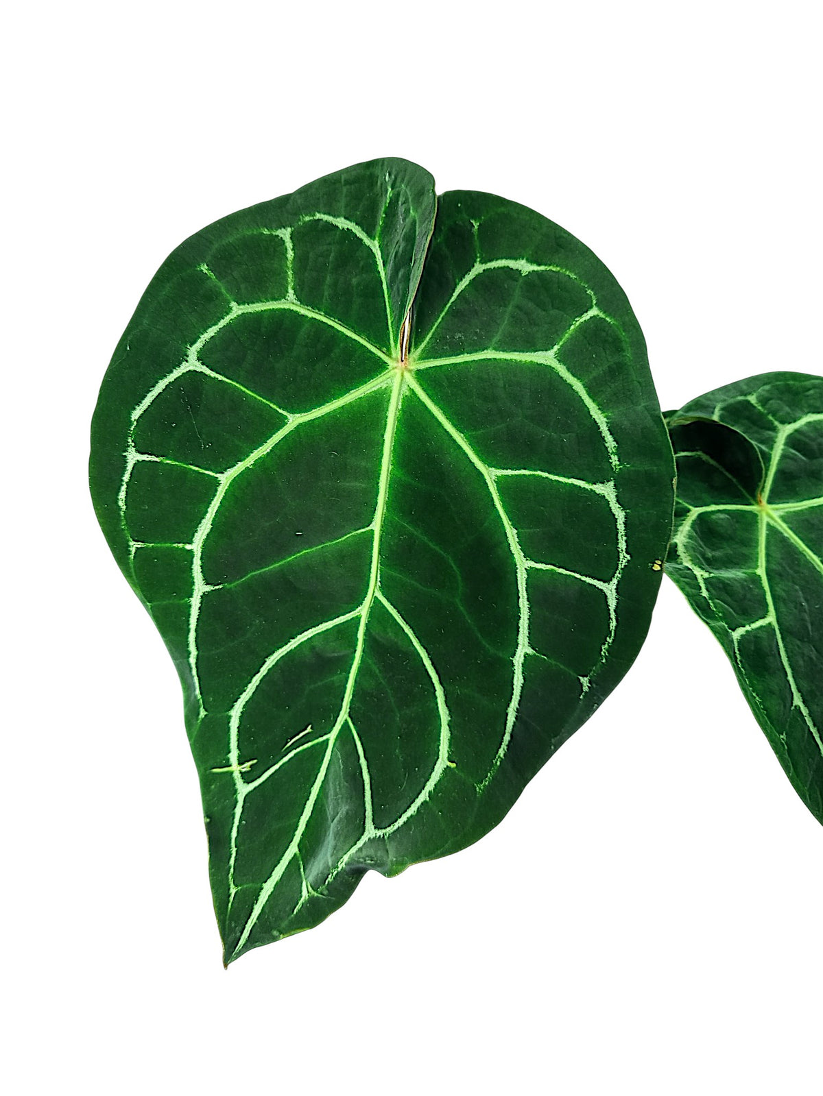 Anthurium Red Spider X Red Crystallinum