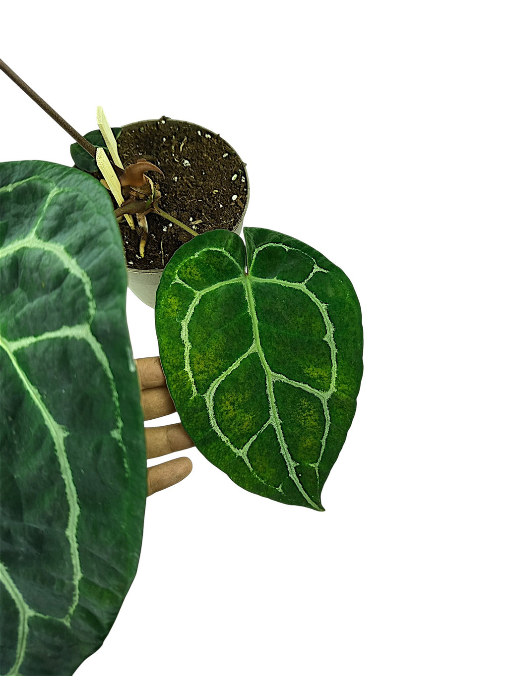 Anthurium Red Spider X Red Crystallinum
