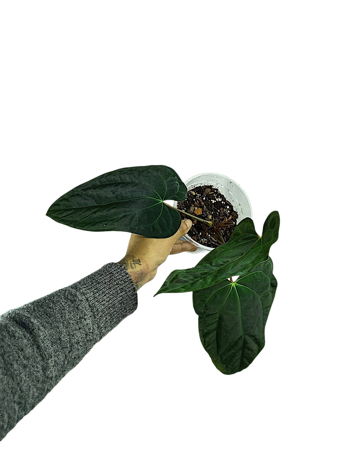 Anthurium Papillilaminum Blue form