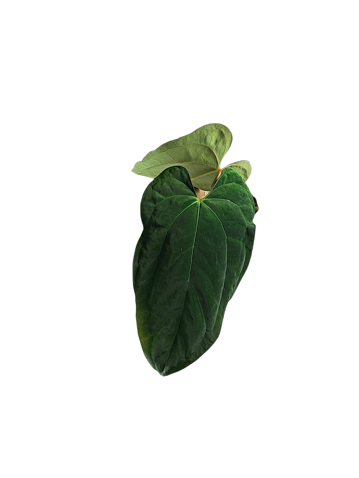Anthurium Papillilaminum Blue form