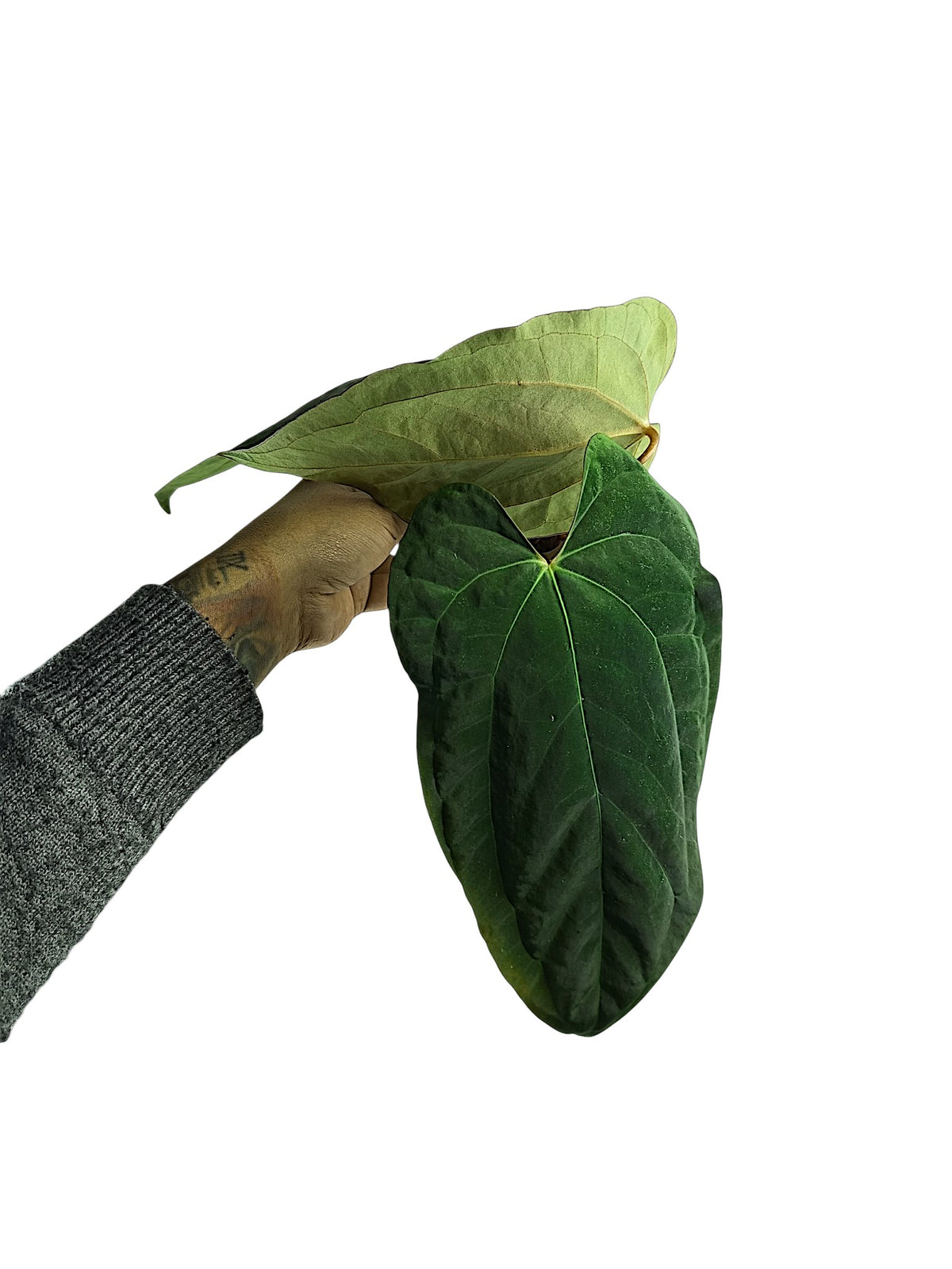Anthurium Papillilaminum Blue form