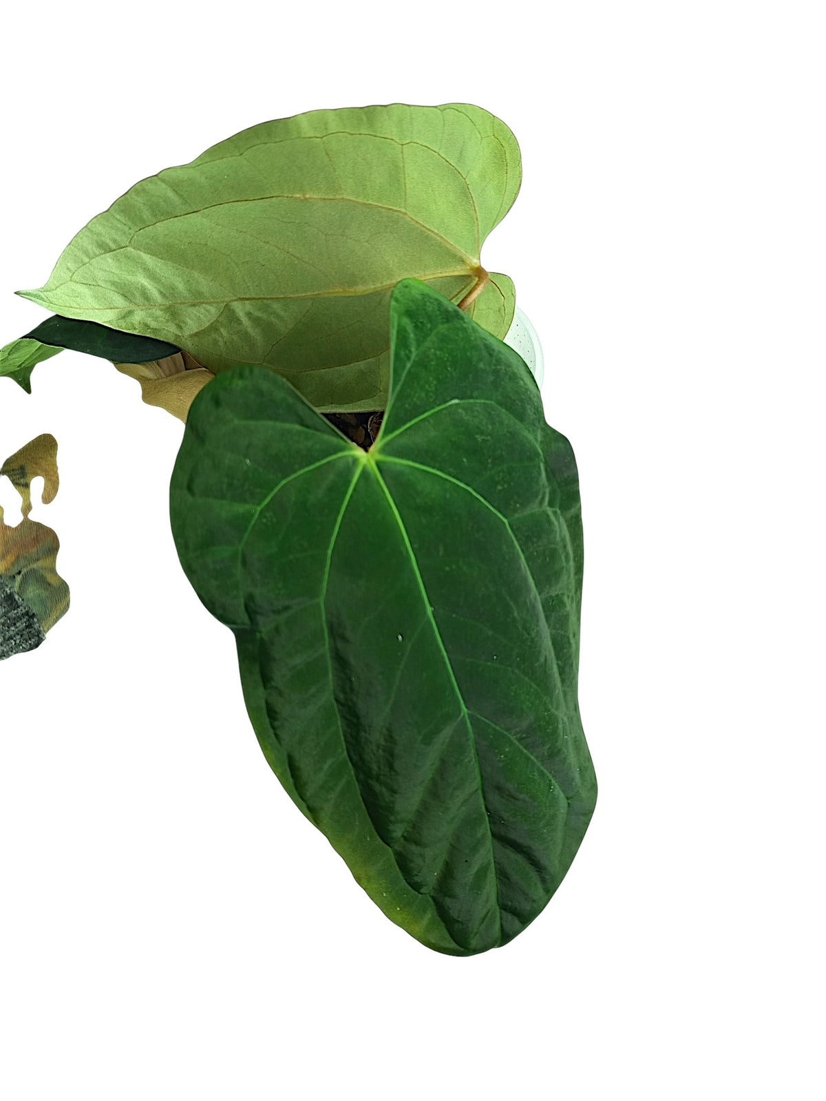 Anthurium Papillilaminum Blue form