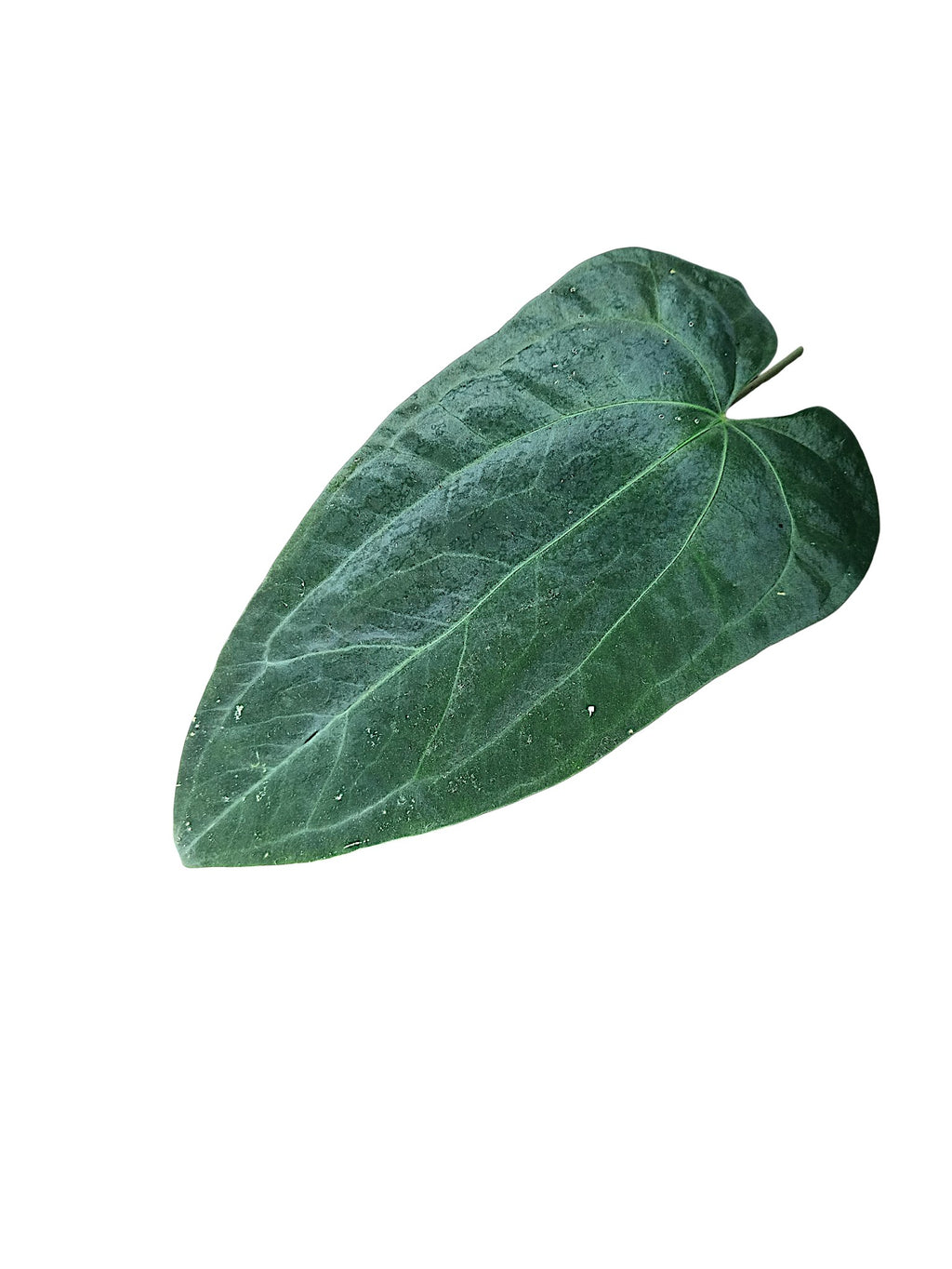 Anthurium Papillilaminum Blue form