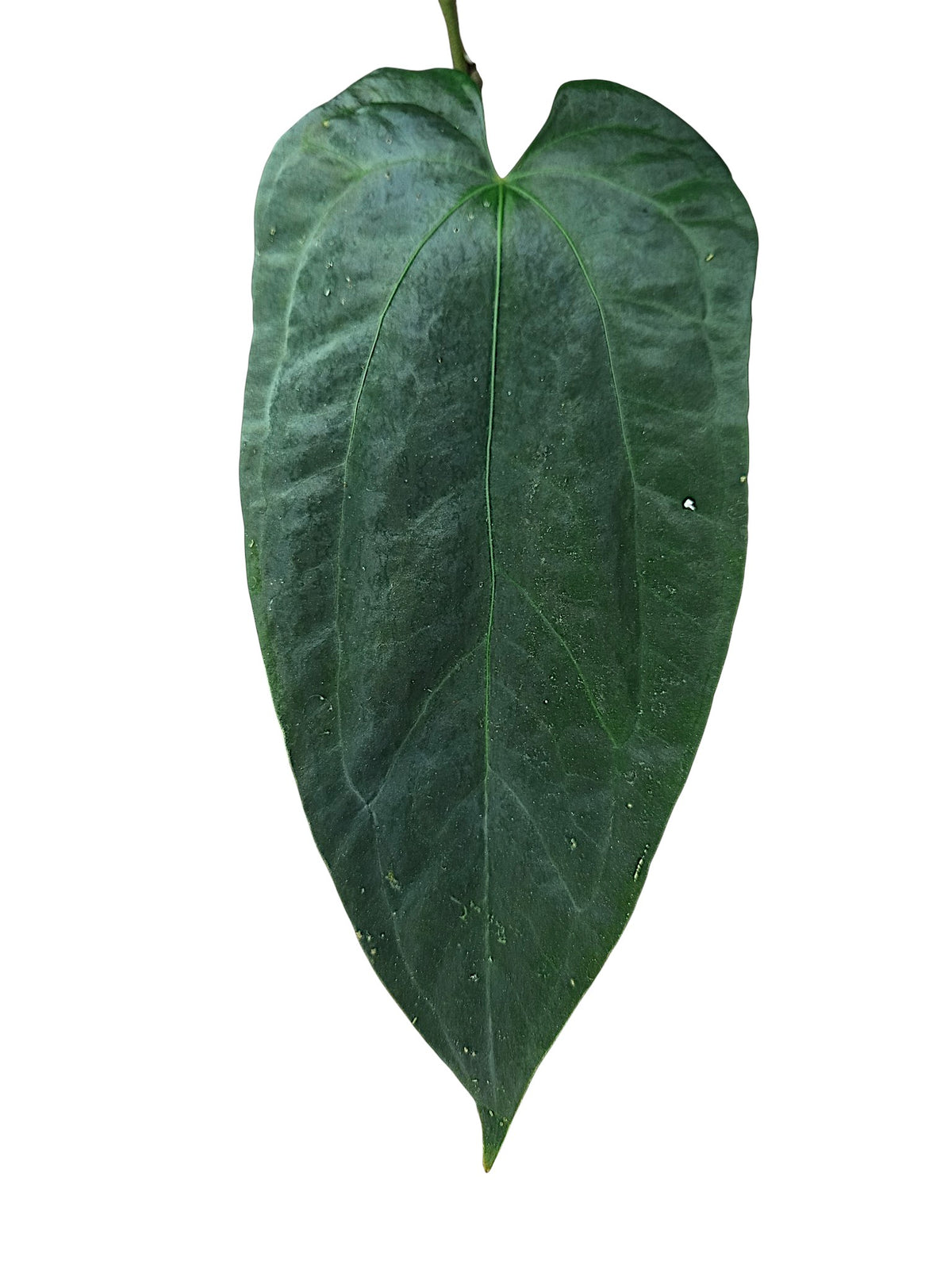 Anthurium Papillilaminum Blue form