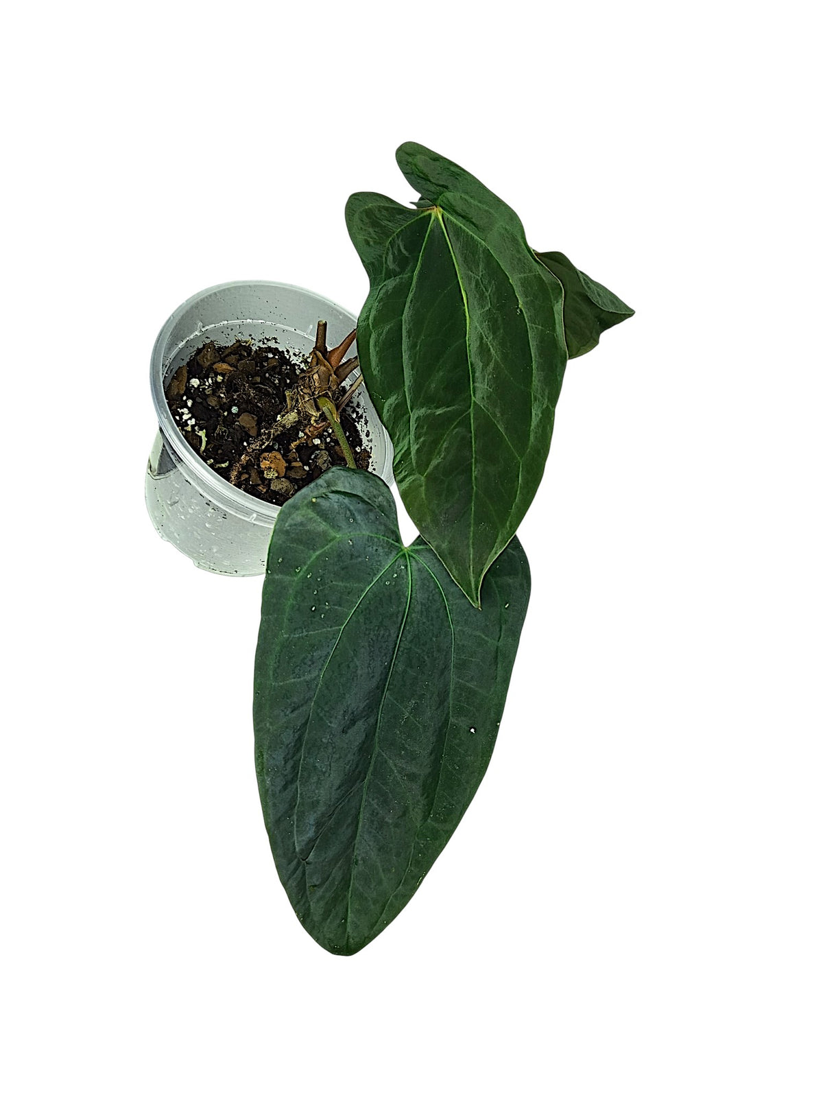 Anthurium Papillilaminum Blue form