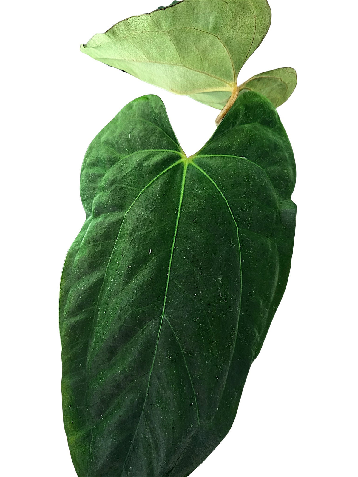 Anthurium Papillilaminum Blue form