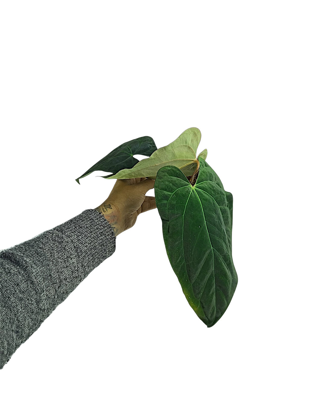 Anthurium Papillilaminum Blue form