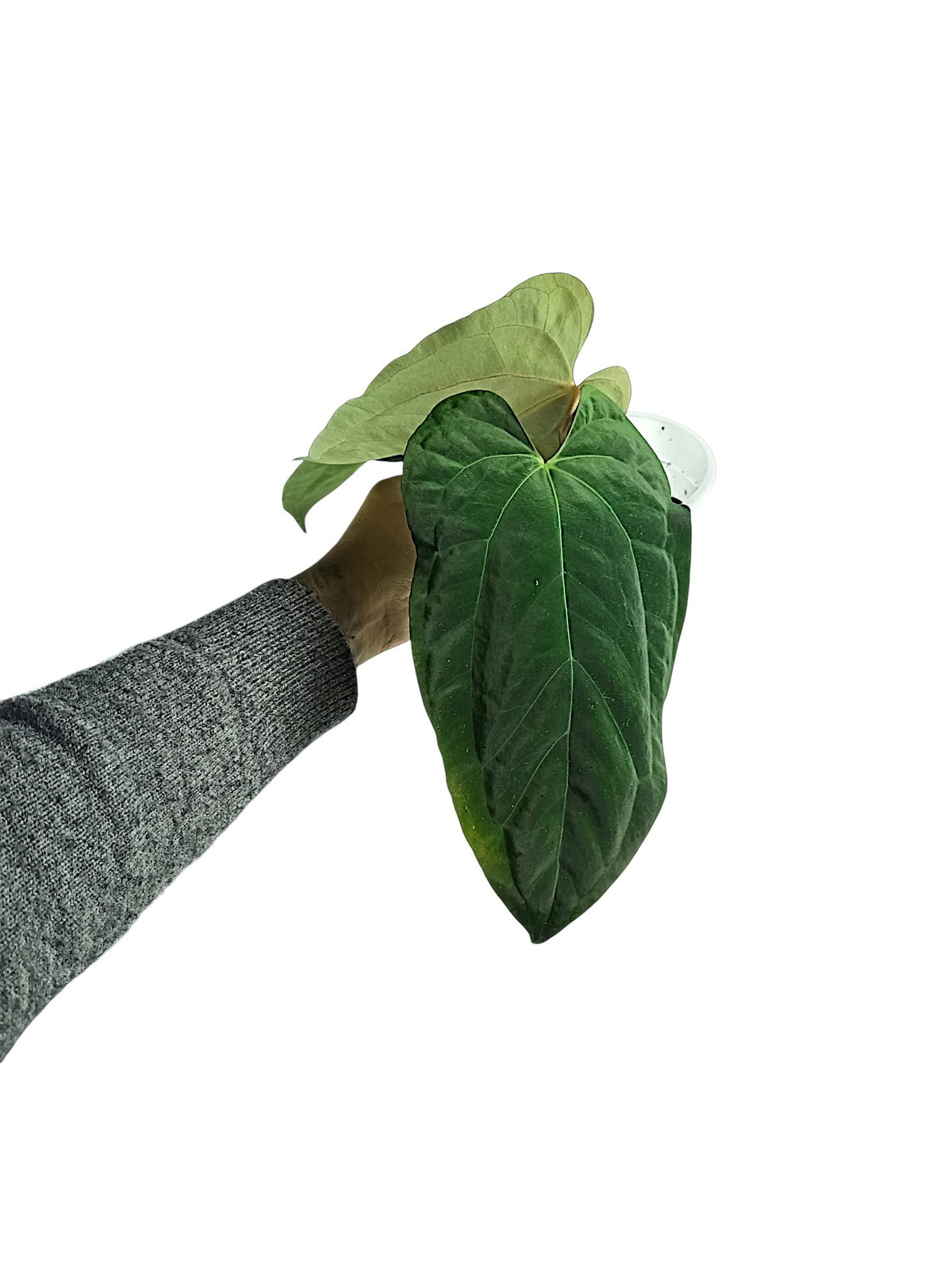 Anthurium Papillilaminum Blue form