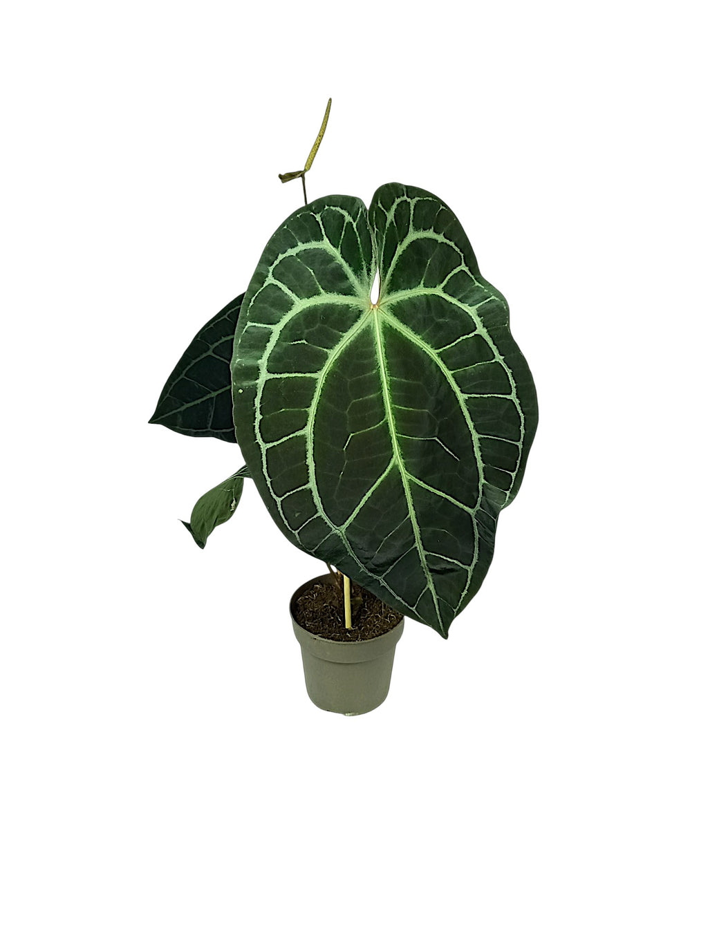 Anthurium Red Spider X Red Crystallinum