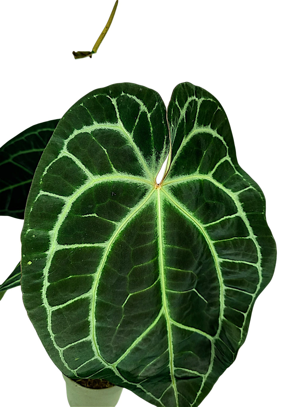 Anthurium Red Spider X Red Crystallinum