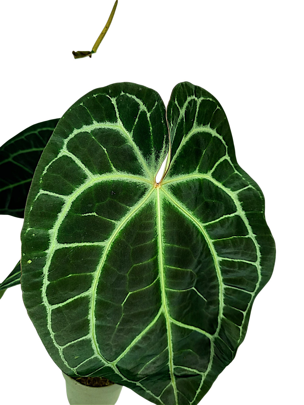 Anthurium Red Spider X Red Crystallinum